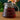 Two Cup Glass Teapot - filled with pour through lid